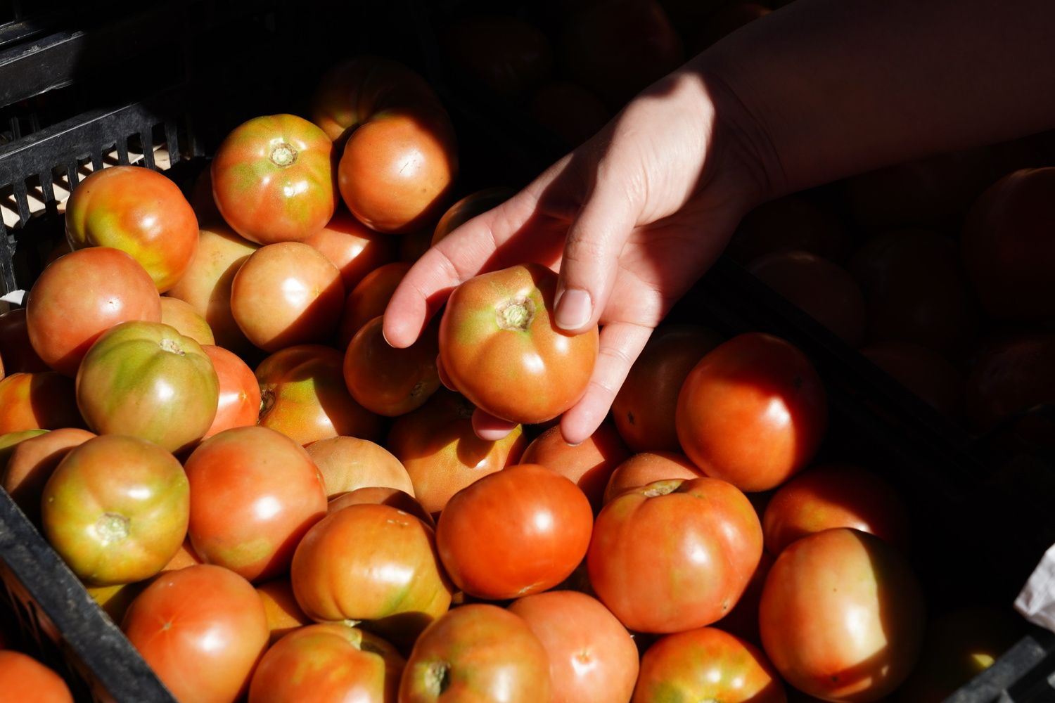 Feria del Tomate de Mansilla de las Mulas | Campillo / ICAL.