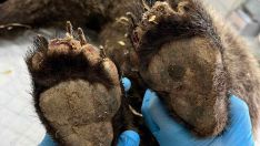 El osezno rescatado en Barniedo de la Reina (León) ya tiene las heridas "casi curadas"