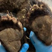 El osezno rescatado en Barniedo de la Reina (León) ya tiene las heridas "casi curadas"