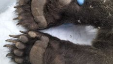 El osezno rescatado en Barniedo de la Reina (León) se ha curado de sus heridas y regresará a León en los próximos días