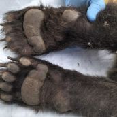 El osezno rescatado en Barniedo de la Reina (León) se ha curado de sus heridas y regresará a León en los próximos días