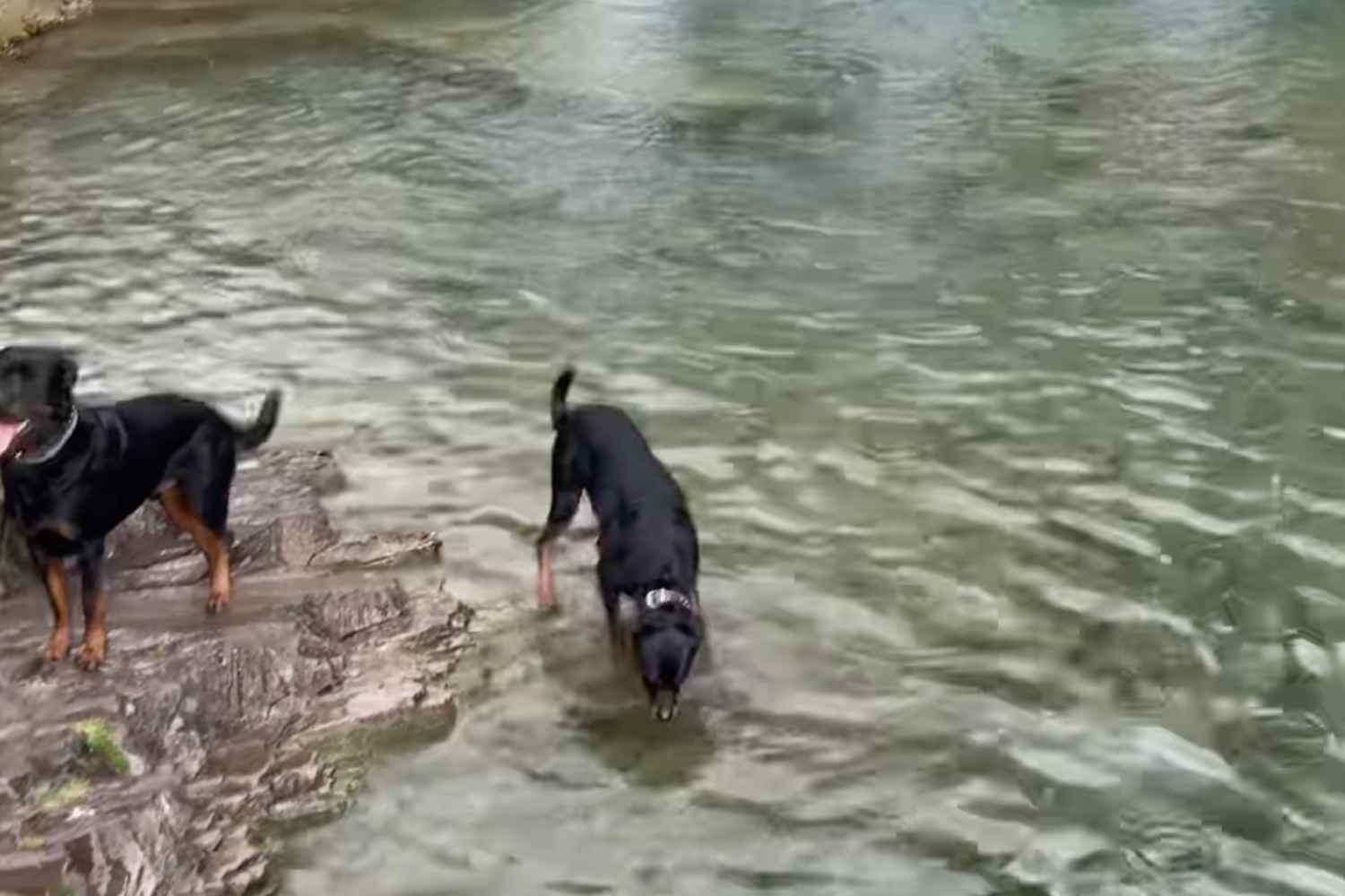 perros bañandose