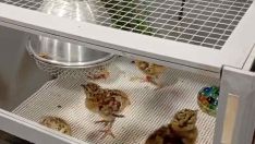Así crecen los polluelos de Urogallo en el Centro de Cría de Valsemana (León) Así crecen los polluelos de Urogallo en el Centro de Cría de Valsemana (León)