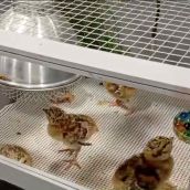 Así crecen los polluelos de Urogallo en el Centro de Cría de Valsemana (León)