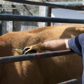 Veterinario inyecta medicamentos a una vaca infectada de EHE en una finca de la comarca de ledesma