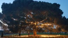 El árbol juradero de la Finca Valdemora de La Bañeza (León) llega hasta el telediario de Telecinco