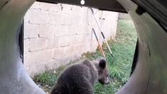 osezno en valsemana (2)