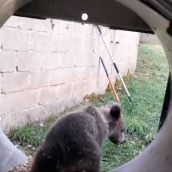 osezno en valsemana (2)