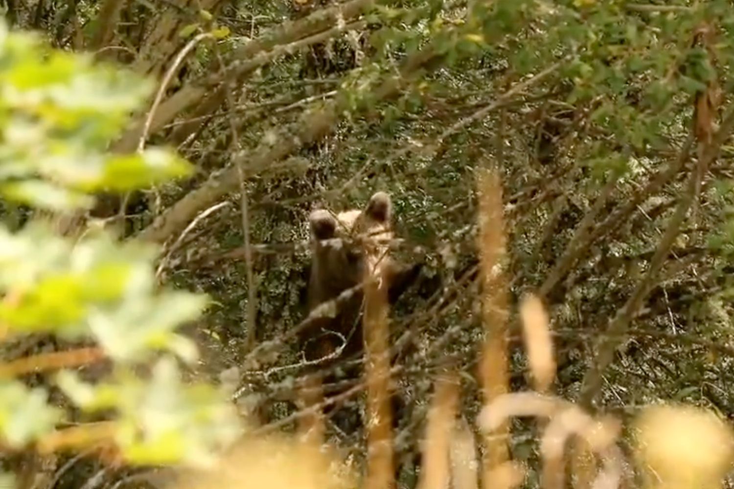 osezno en valsemana (1)