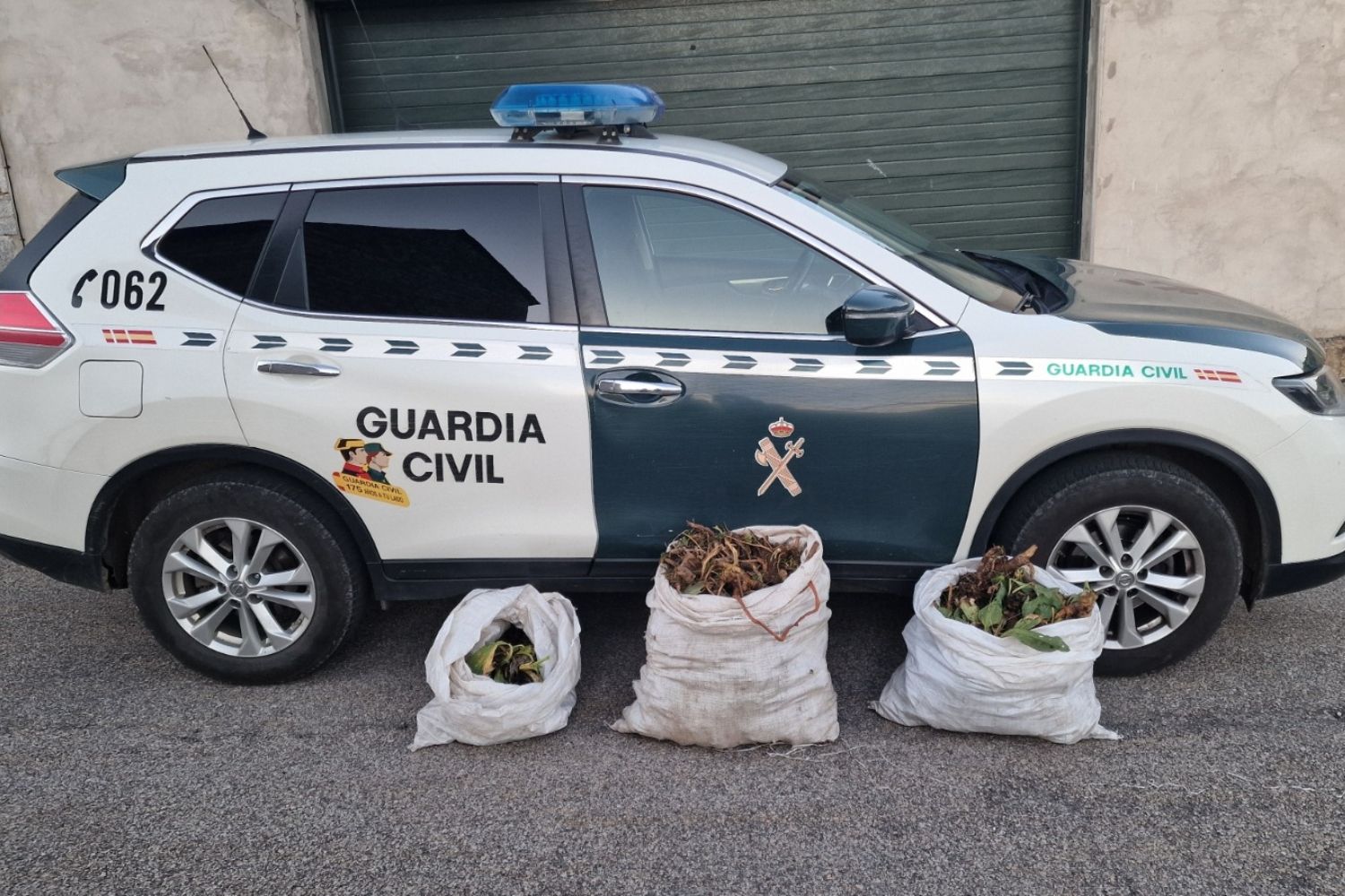 Incautan 50 kilos de raíz de genciana en La Magdalena (León)