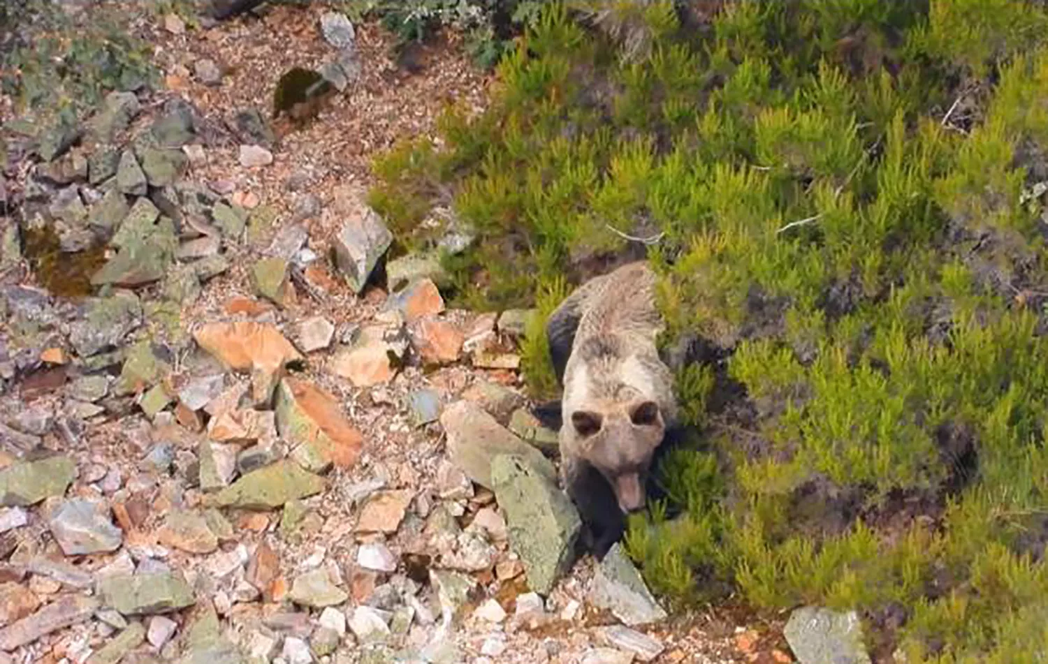 Un oso recorre el valle de Oceo en Quintana de Fuseros. archivo. La consejera de Agricultura muestra su preocupación ante los últimos ataques de osos a explotaciones ganaderas de Laciana