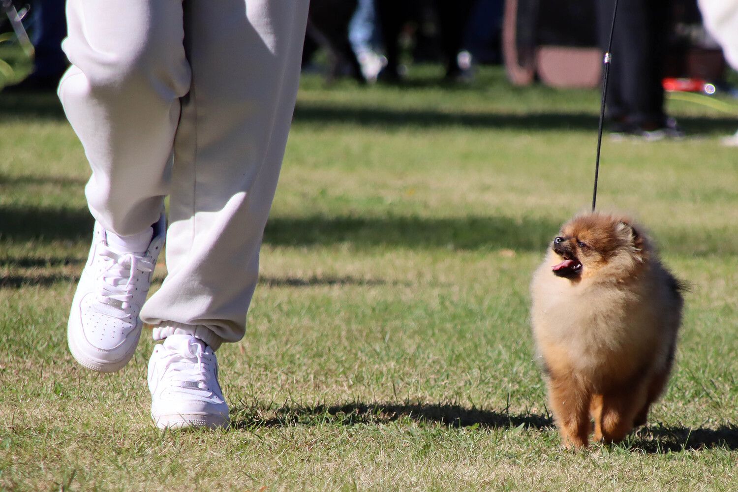 XXXI Exposición Nacional Canina de León