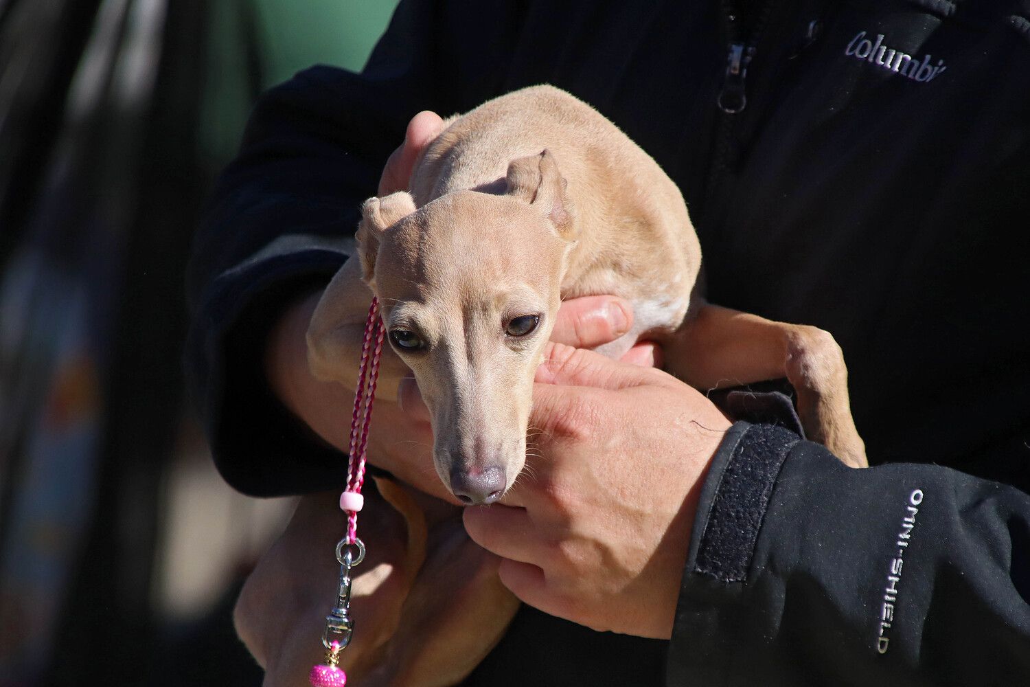 XXXI Exposición Nacional Canina de León