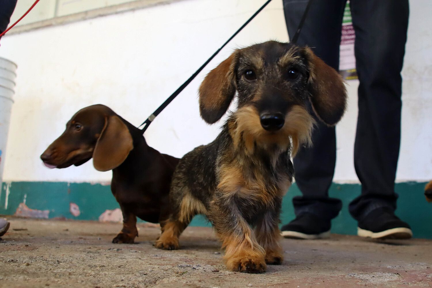 XXXI Exposición Nacional Canina de León