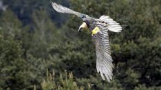 Quebrantahuesos en los Picos de Europa | Investigadores de la ULE advierten de que las reintroducciones de fauna deben integrarse en estrategias más amplias Quebrantahuesos en los Picos de Europa | Investigadores de la ULE advierten de que las reintroducciones de fauna deben integrarse en estrategias más amplias
