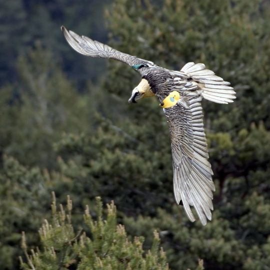 Quebrantahuesos en los Picos de Europa | Investigadores de la ULE advierten de que las reintroducciones de fauna deben integrarse en estrategias más amplias Quebrantahuesos en los Picos de Europa | Investigadores de la ULE advierten de que las reintroducciones de fauna deben integrarse en estrategias más amplias