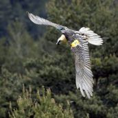 Quebrantahuesos en los Picos de Europa | Investigadores de la ULE advierten de que las reintroducciones de fauna deben integrarse en estrategias más amplias