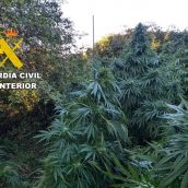 Dos jovenes detenidos en Vilecha (León) por cultivar 54 plantas de marihuana 