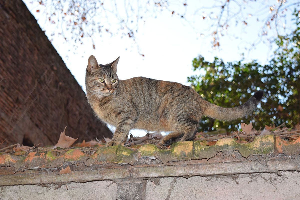 gatos colonias ponferrada esterilizacion gatos colonias ponferrada esterilizacion