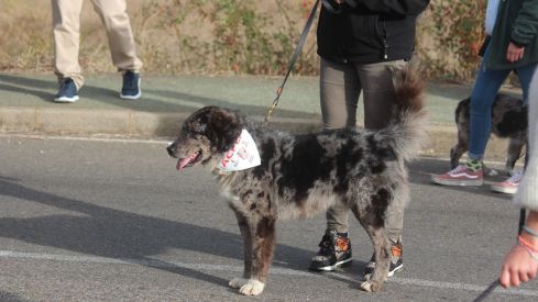 Romería de San Froilán 2024
