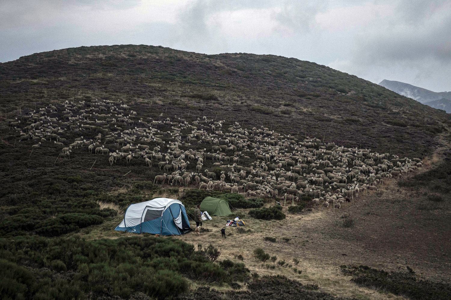 La realidad de la alta montaña leonesa: La "dura" vida de los pastores trashumantes 