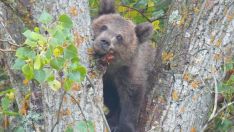 El osezno rescatado en Barniedo de la Reina (León) continúa su "buena" adaptación al medio natural