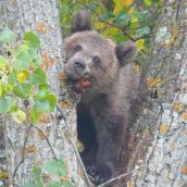 El osezno rescatado en Barniedo de la Reina (León) continúa su "buena" adaptación al medio natural El osezno rescatado en Barniedo de la Reina (León) continúa su "buena" adaptación al medio natural