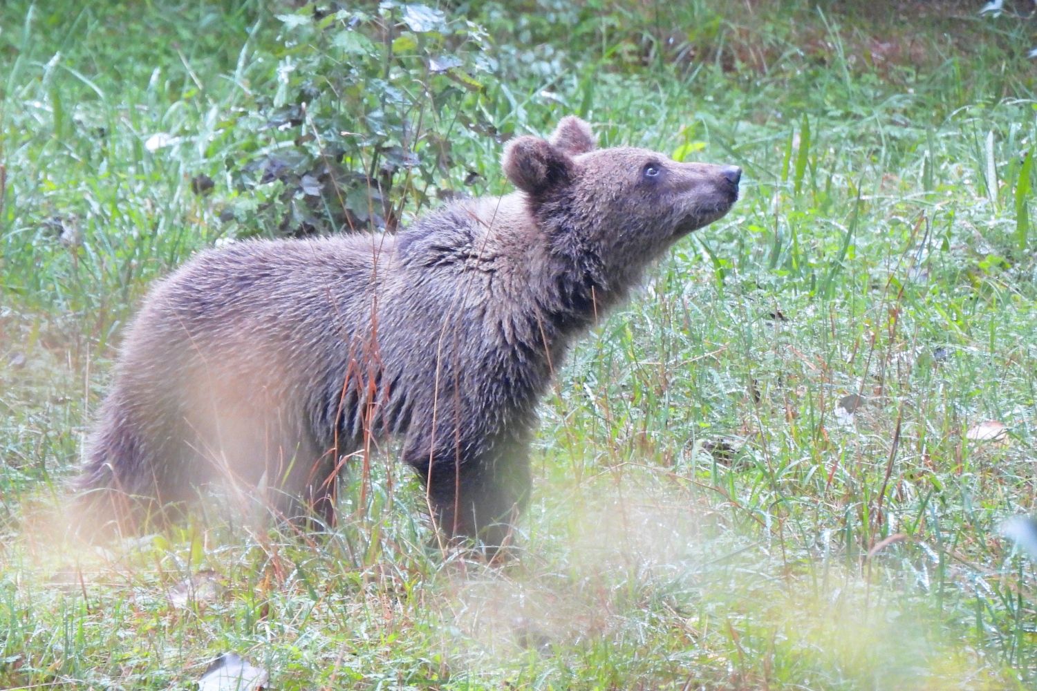 El osezno rescatado en Barniedo de la Reina (León) y la osezna asturiana Cova, un paso más cerca de la vida en libertad