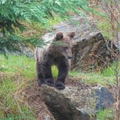 El osezno rescatado en Barniedo de la Reina (León) y la osezna asturiana Cova, un paso más cerca de la vida en libertad