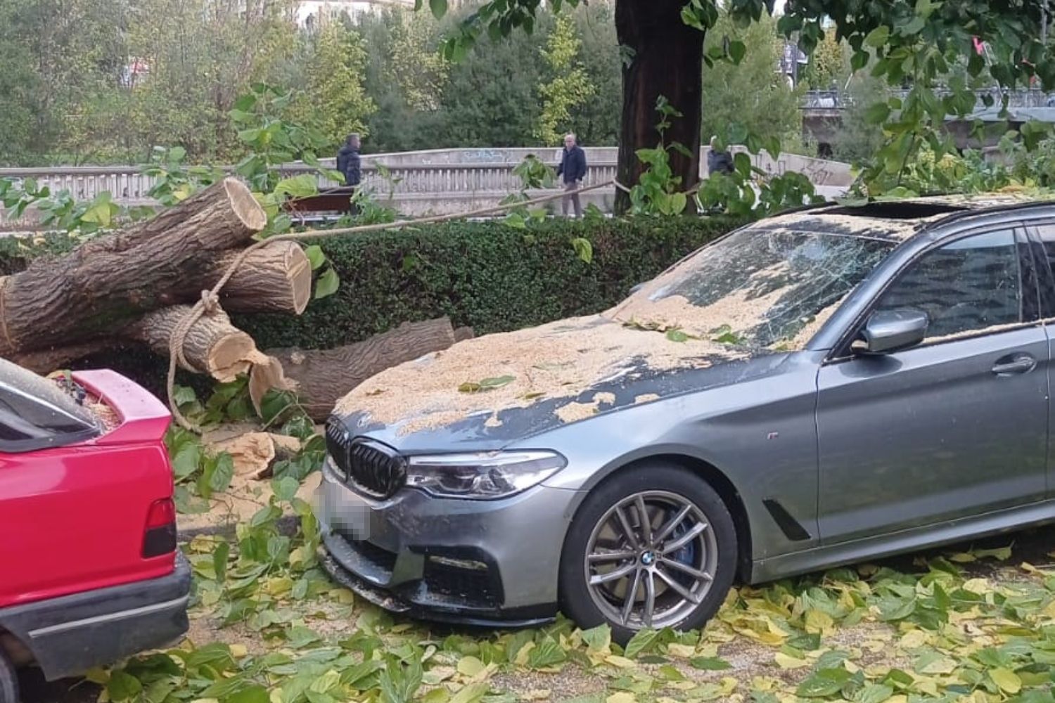 Un árbol del Paseo Salamanca de León destroza un coche aparcado en la zona