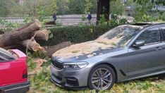 Un árbol del Paseo Salamanca de León destroza un coche aparcado en la zona