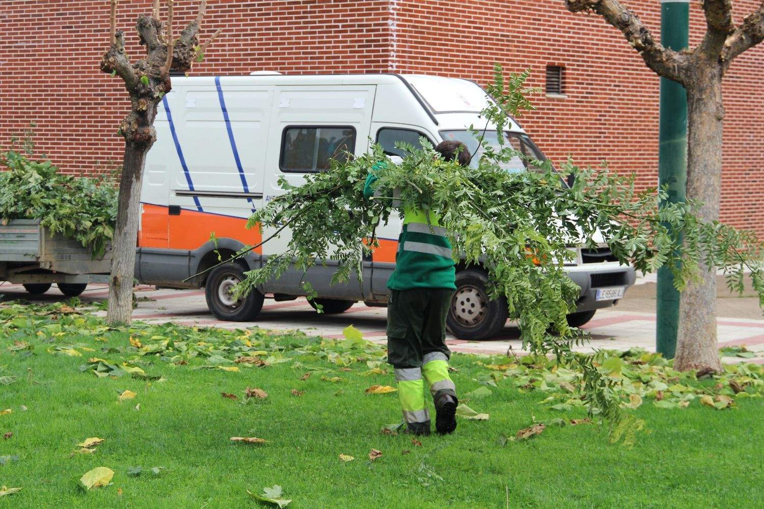 poda árboles san andres