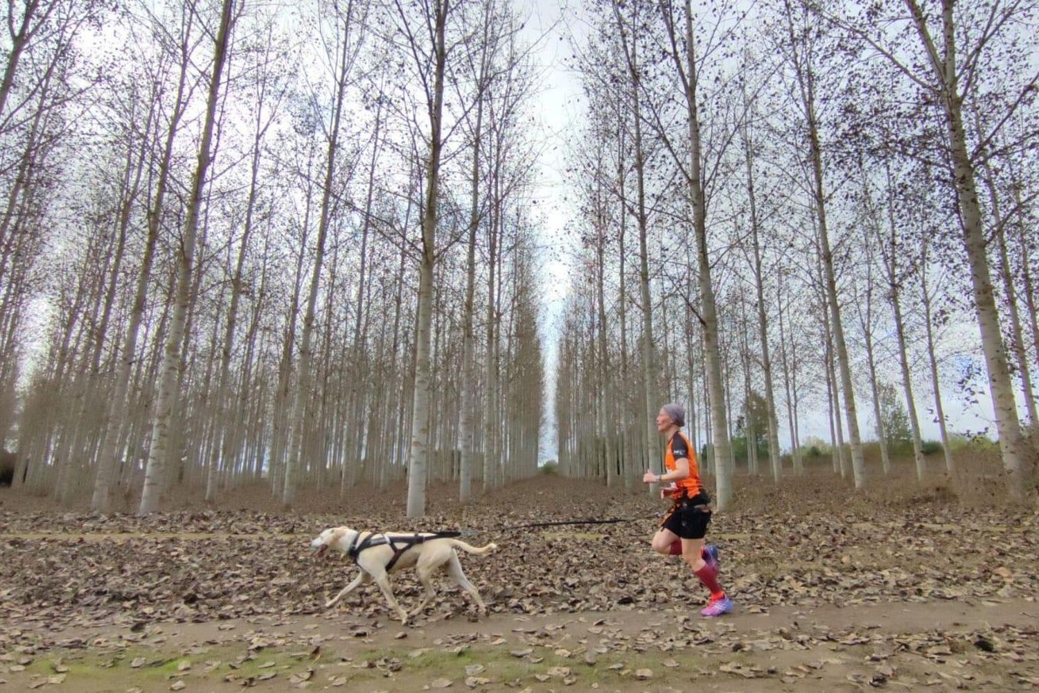 Competición de Mushing en Valencia de Don Juan