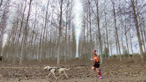 Competición de Mushing en Valencia de Don Juan