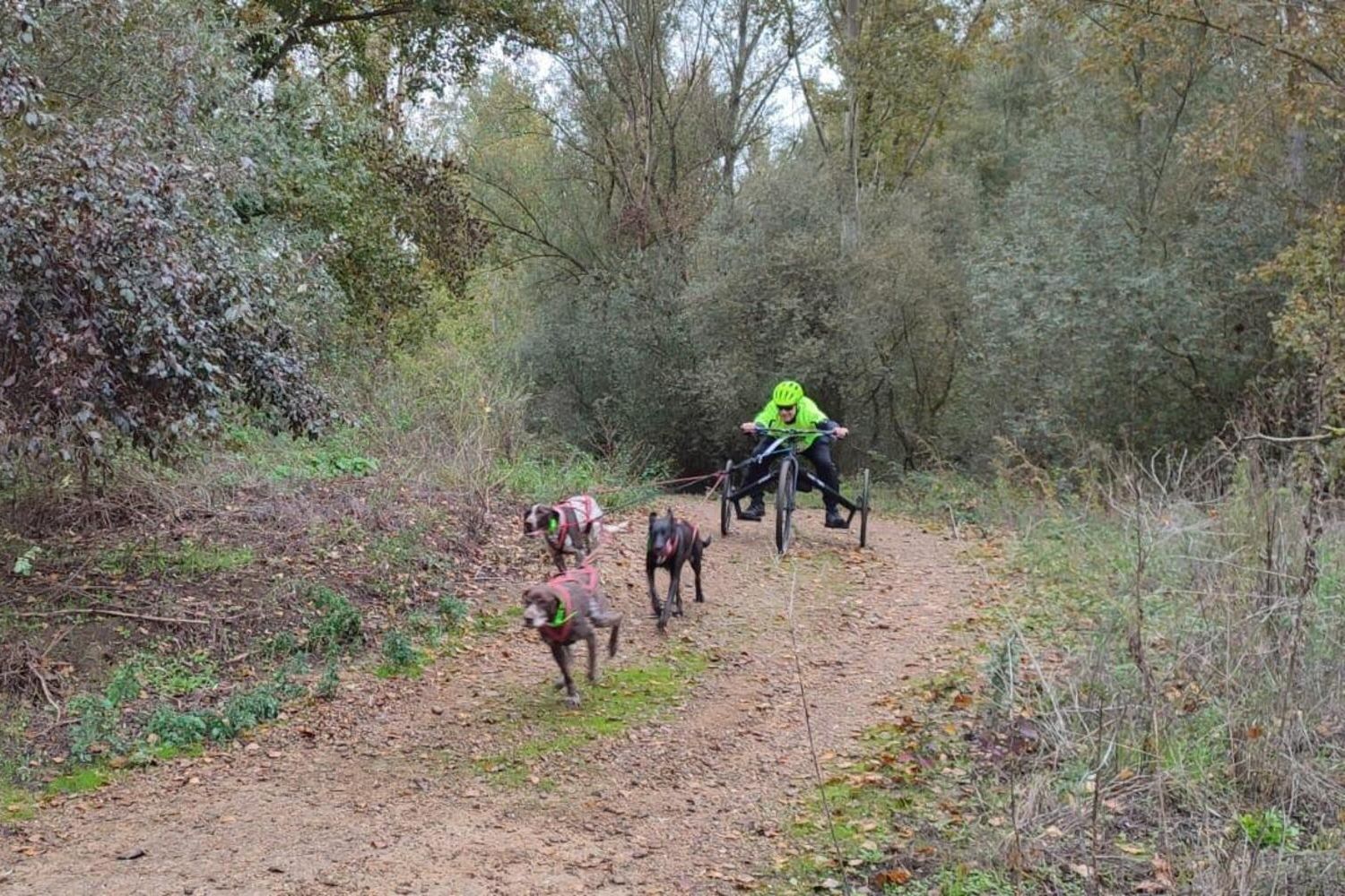 El mushing, el deporte entre humanos y perros, triunfa en un gran fin de semana de competición en Valencia de Don Juan