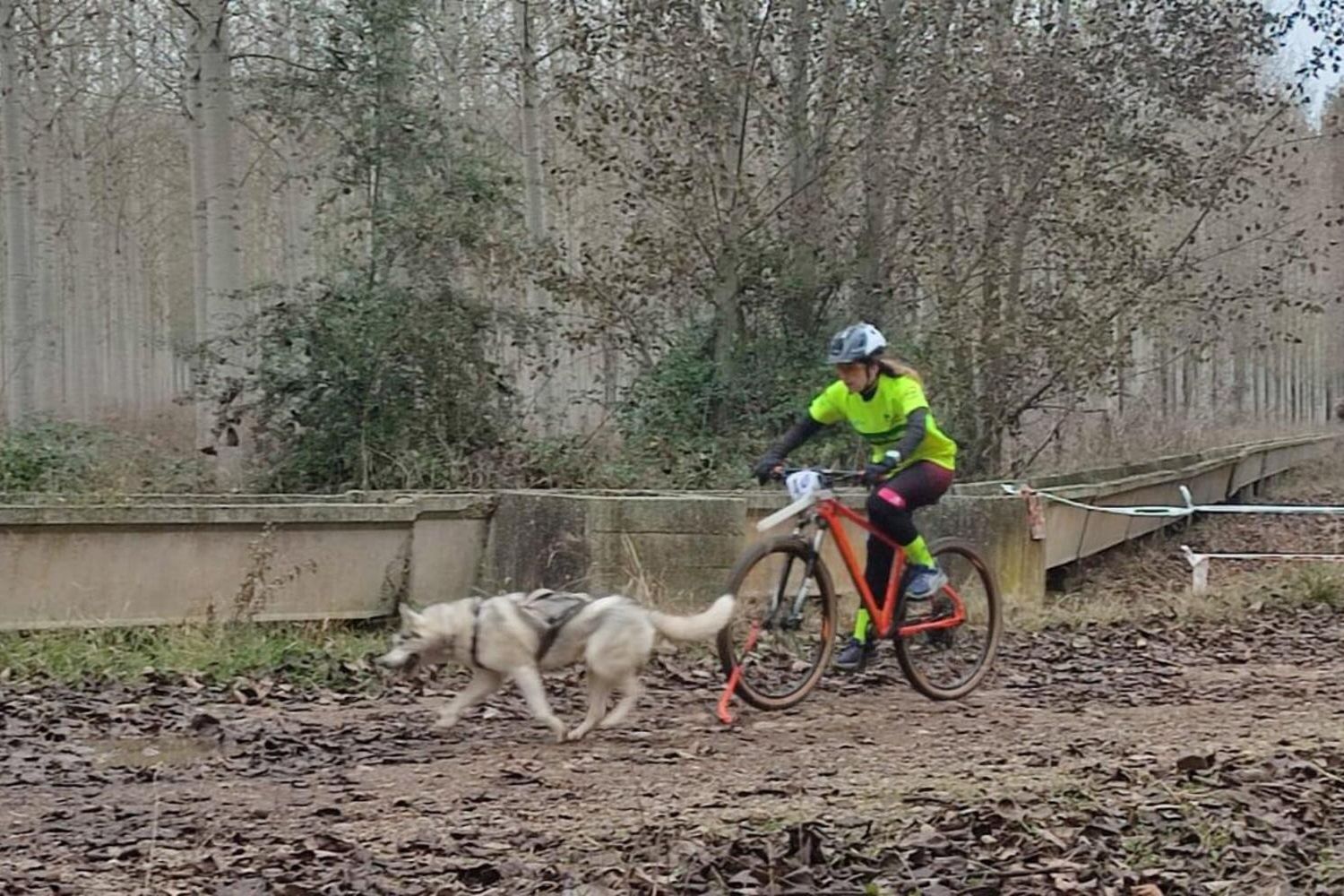 Competición de Mushing en Valencia de Don Juan