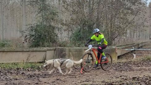 Competición de Mushing en Valencia de Don Juan
