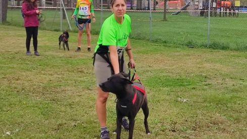 Competición de Mushing en Valencia de Don Juan