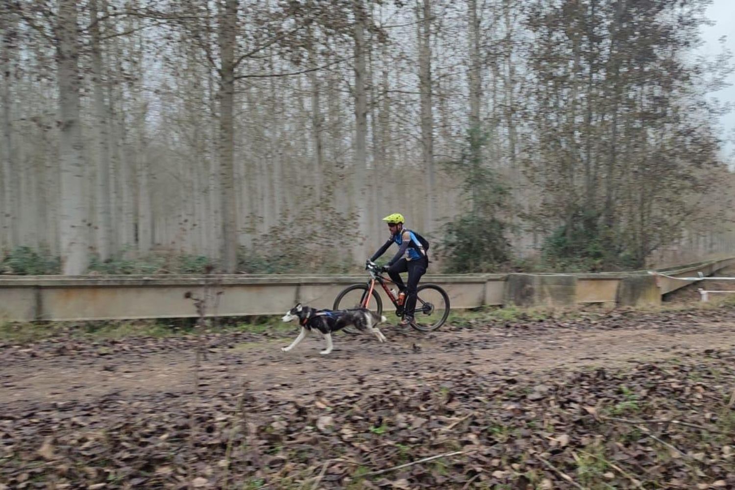 Competición de Mushing en Valencia de Don Juan