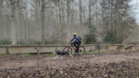 Competición de Mushing en Valencia de Don Juan