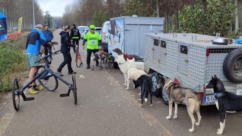 Competición de Mushing en Valencia de Don Juan