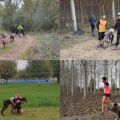 Cerca de un centenar de personas disfrutan del Mushing, con sus perros, en Valencia de Don Juan Cerca de un centenar de personas disfrutan del Mushing, con sus perros, en Valencia de Don Juan