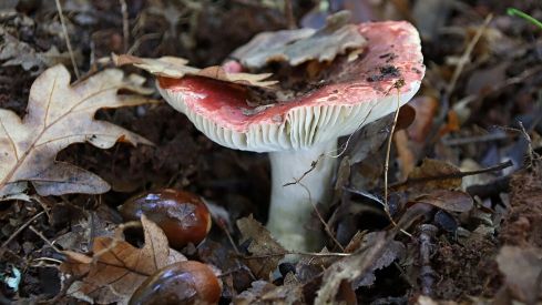 Abundancia de setas en La Cepeda (León) | Peio García (ICAL)