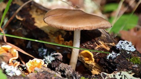 Abundancia de setas en La Cepeda (León) | Peio García (ICAL)