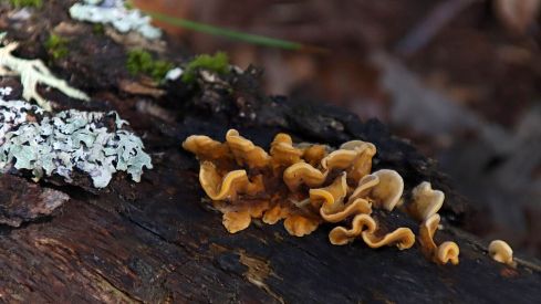 Abundancia de setas en La Cepeda (León) | Peio García (ICAL)