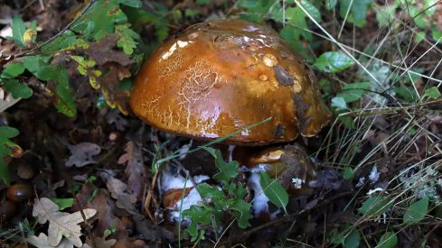 Abundancia de setas en La Cepeda (León) | Peio García (ICAL)