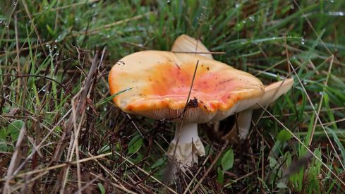 Abundancia de setas en La Cepeda (León) | Peio García (ICAL)