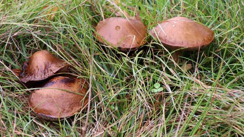 Abundancia de setas en La Cepeda (León) | Peio García (ICAL)