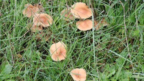 Abundancia de setas en La Cepeda (León) | Peio García (ICAL)