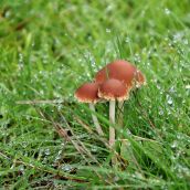 La capital acoge en noviembre la 50ª Semana Micológica de León La capital acoge en noviembre la 50ª Semana Micológica de León